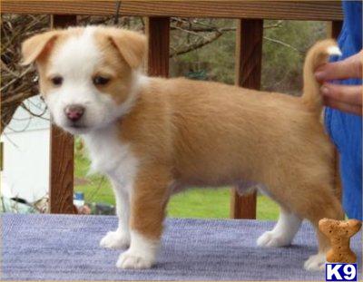 Portuguese Podengo Puppies